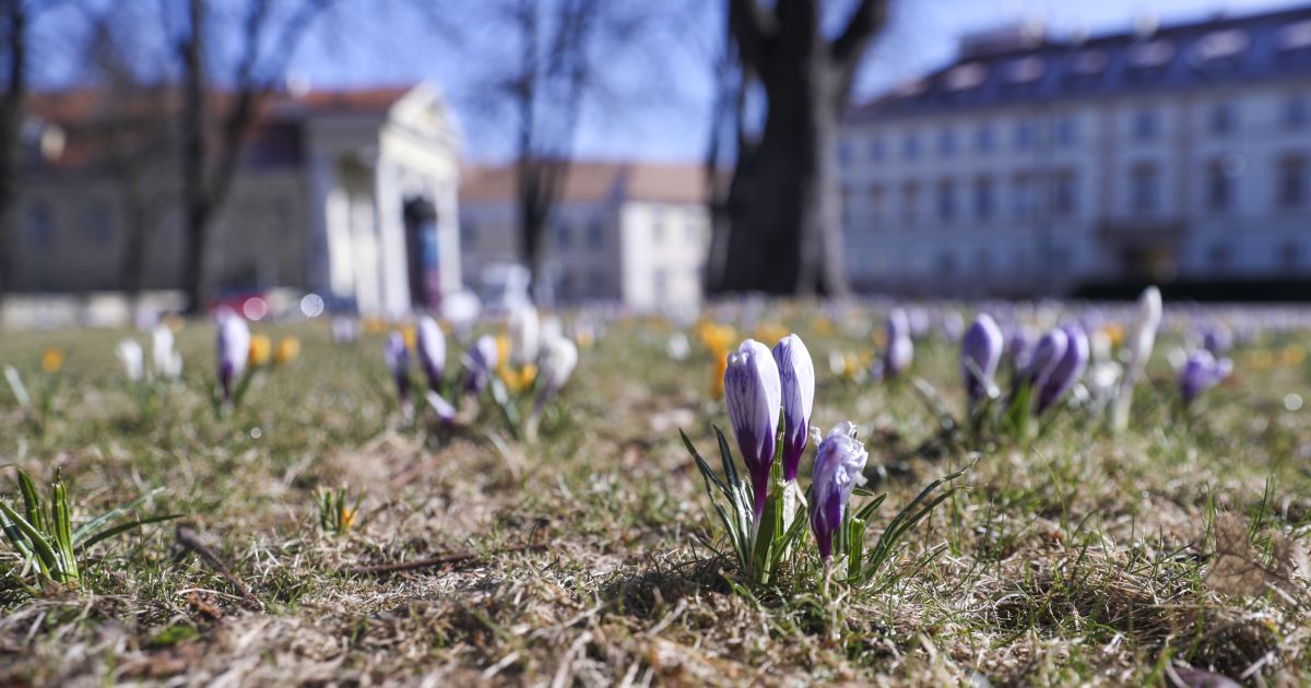 30 maja biesiady patronackie i inne atrakcje – Respublika.lt