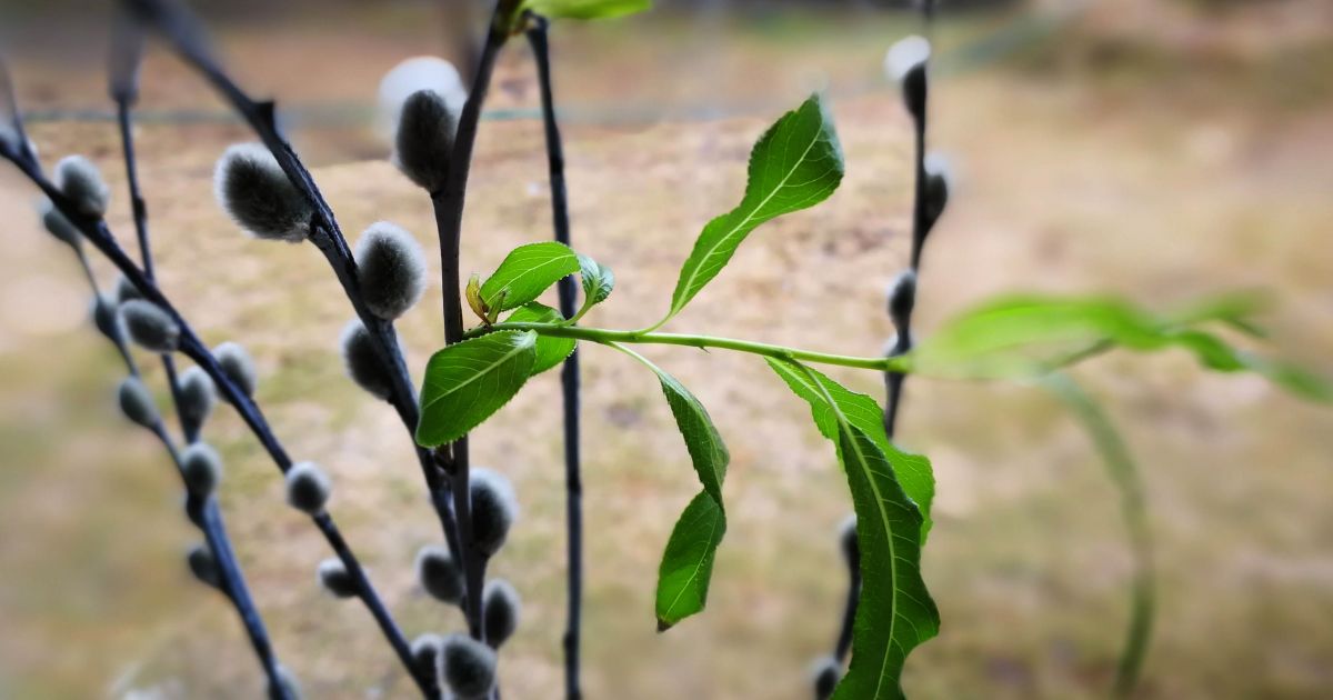 21 kwietnia imieniny i inne ciekawostki – Respublika.lt